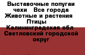 Выставочные попугаи чехи - Все города Животные и растения » Птицы   . Калининградская обл.,Светловский городской округ 